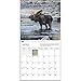 2017 Magnificent Moose Calendar - 12x12
