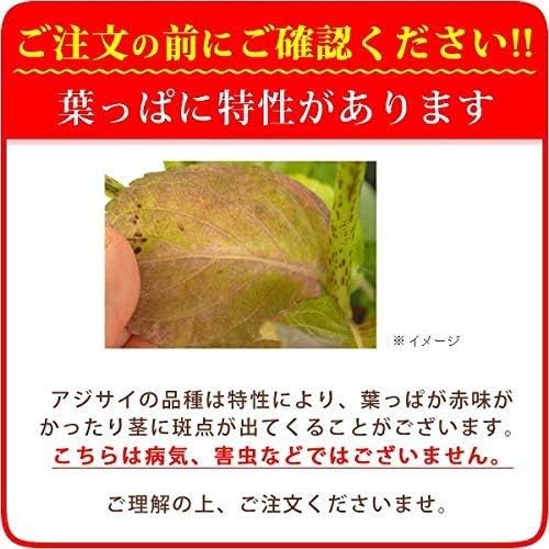 Amazon Co Jp 母の日 の プレゼント あじさい5号鉢 おいもやケーキ洋菓子 花とスイーツ 花鉢 生花 母の日ギフト こんぺいとう ブルー ホーム キッチン