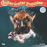 Underwater Puppies 2020 12 x 12 Inch Monthly Square Wall Calendar, Pet Humor Puppy (English, French and Spanish Edition) by 