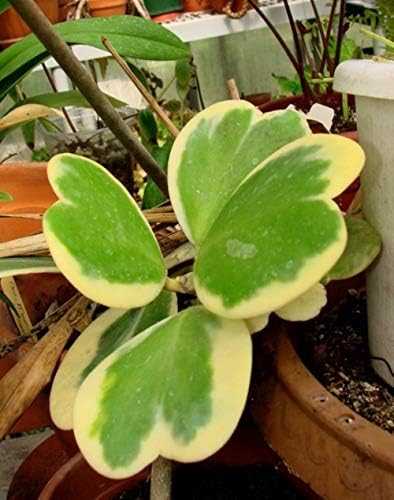 Hoya kerrii Seeds December orchid Family Bonsai Garden Supplies 100 Seeds 16 #32682247921ST