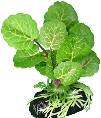 Blue Spotted Elephant Leaf Betta Plant - Great For Betta Fish and Use Betta Leaf Pad & Betta Log