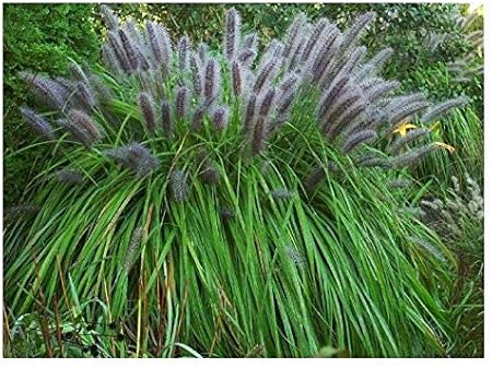 1 X Pennisetum Alopecuroides Moudry Xxl Topf Ziergras Graser Stauden Lampenputzergras 5 Liter Topf Amazon De Garten