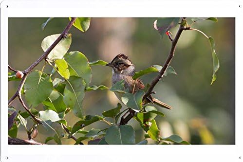 Tin Poster (20x30cm) of Swamp Sparrow 10071 by Global Animal Sign