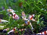 Aquarium Creation 10 Crystal Red Shrimp Caridina Live Freshwater Aquarium Shrimp