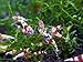 10 Crystal Red Shrimp Caridina Live Freshwater Aquarium Shrimp - by Aquarium Creation