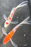 Kohaku Butterfly Koi 3'', Orange,White