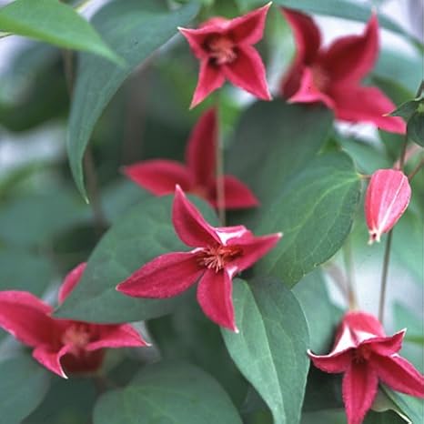 Amazon バラに合う クレマチス プリンセスダイアナ4 5号ポット 2年生苗 テキセンシス系 1株 花