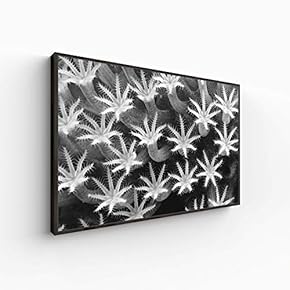 for Living Room Bedroom Monochrome Plants Framed for