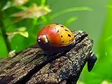 1 Tiger Nerite Snail (Neritina natalensis - 1/2 to 1 inch in diameter) - Live Snail by Aquatic Arts