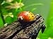 Aquatic Arts 1 Tiger Nerite Snail (Neritina natalensis - 1/2 to 1 inch in diameter) - Live Snail