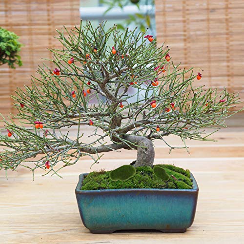 Cabilock 20 Stücke Künstliche Moossteine Mooskugel Moosbälle Terrarium Pflanzen Aquarium Steine Für Blumentopf Miniatur… – Bild 5