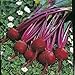 Beets, Early Wonder, Organic, NON-GMO, 25 per package, Early Wonder has it all they are tasty, abundant greens, flavorful beets.