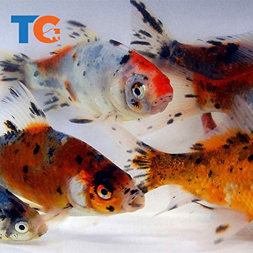 Toledo Goldfish Live Shubunkin Goldfish for Ponds, Aquariums or Tanks – USA Born and Raised – Live Arrival Guarantee (6 to 8 inches, 5 Fish)