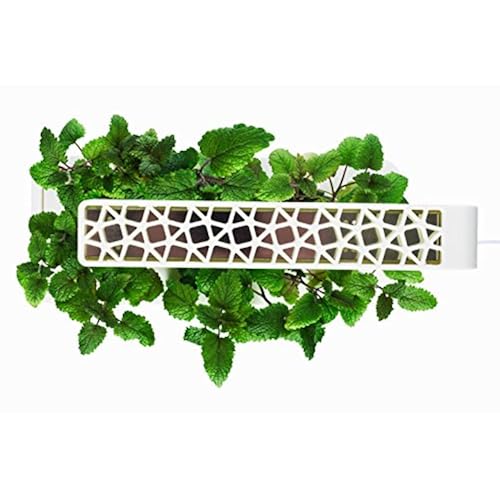 Patio, Lawn & Garden, Gardening & Lawn Care, Plants, Seeds & Bulbs, Herbs