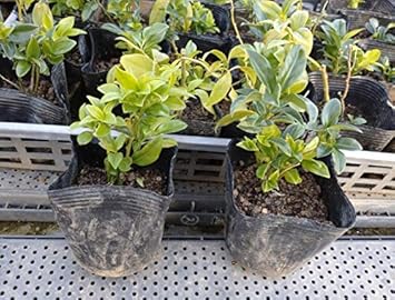 Amazon サルココッカ 10potセット 常緑植物 苗 日陰 ガーデン