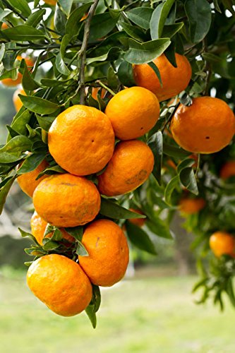 Creative Farmer Dwarf Orange Seeds Fruit Seeds For Organic Farming Fruit Seeds Garden Pack