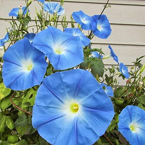 Organic Seeds: 2 lbs ~ 27,200 Seeds: UNTREATED Morning Glory LY from 50 to 2 Pound of Seeds by Farmerly
