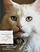 Conversations with Cat: An Uncommon Catalog of Feline Wisdom by Kate Solisti-Mattelon