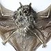 Museum Quality Real Taxidermy Bat in Glass ~ Professionally Set in Glass Shadowbox with Black Frame 10