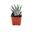 Zebra Haworthia - 2" Pot Exotic Rare Succulent Cactus Plant Cacti Unique from Jmbamboo