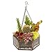 Deco Glass Geometric DIY Terrarium, Succulent & Air Plant- Hanging Mini Hexagon Shaped for Indoor Gardening Decor- Create Your own Flower, Fern, Moss Centerpiece- Amazing Holiday and Wedding Gift
