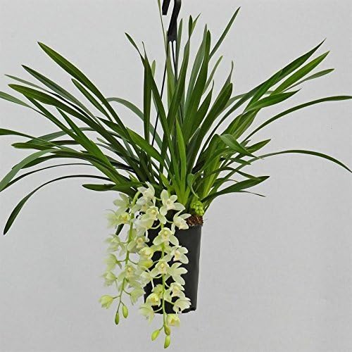 Cymbidium "Ice Cascade" white Traffic light, Orchids 3-4 Branches