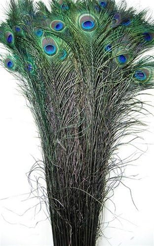 50 Pcs Dyed Peacock Feathers 40"-45" for Halloween Home Decor Bridal Vases Centerpieces (Black)