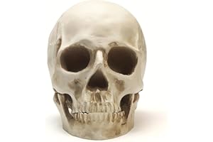 SOACH Resin Skull, 1:1 Human Skull, Human Head Model for Home Decoration, Halloween Statue, Bone Model, Model Anatomical Medical Skeleton, Jaw is Movable (White)