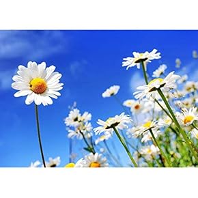 Summer Field with White Daisies on Blue Sky - Removable Wall Mural | Self-Adhesive Large Wallpaper - 66x96 inches