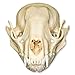Raccoon Skull (Natural Bone Quality A)