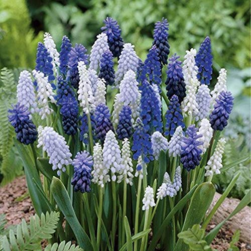 Grape Hyacinth Blend (25)