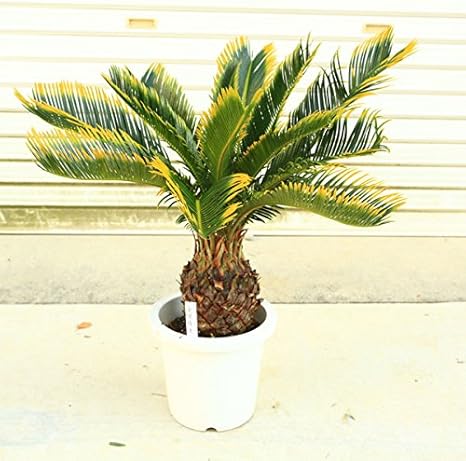 Amazon 植木 庭木 キンカンソテツ 金冠蘇鉄 限定4本限り 植木