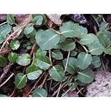 Appalachian Emporium's Live Partridge Berry Plant Vines Mitchella Repens for Terrariums Fairy Gardens