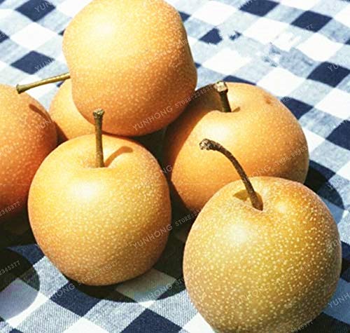 Bloom Green Co. 20 Piezas pera Bonsai Mini pera Bonsai Super ...