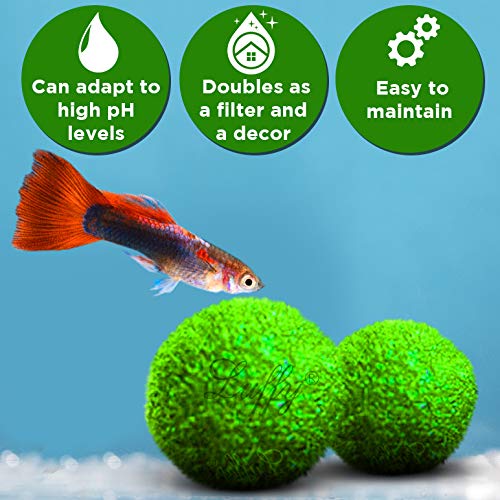 Luffy Guppy Moss Balls, 1.5 Inches, Vibrant Green Marimo Moss Balls, Beautiful and Low Maintenance Live Aquatic Plants, Ideal for Guppies, Mollies, and Swordtail Fish 2 Pack