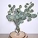Supla 3 Pcs Faux Eucalyptus Leaves Spray Artificial Seeded Silver Dollar Eucalyptus Leaves Branches in Grey Green 25.5