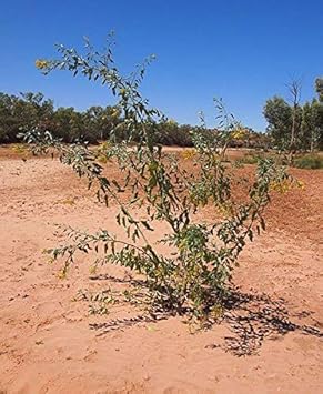 Tabak Baum -Blaugrüner Tabak- (Nicotiana glauca) 50 Samen