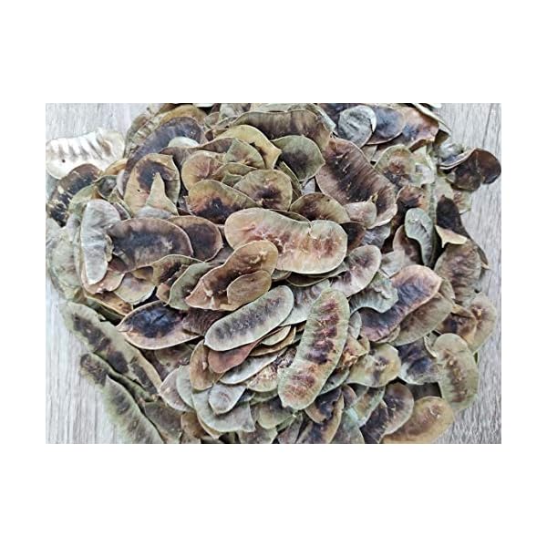 Getrocknete Senna Schoten Kräutertee 85g - 1,95 KG Prämie Qualität Senna Alexandrina (1950 gramm) – Bild 7