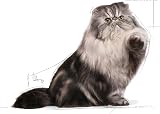 ROYAL CANIN Persian Dry Cat Food 10 kg view 3