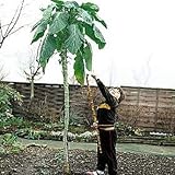 Kale Cabbage Walking Stick 45 Seeds - Annual