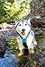 PETTOM No-Pull Dog Harness Safe Control Reflective Outdoor Adventure Pet Vest Harness with Padded Handle(L, Blue)