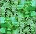 3,000+ SEVEN TOP Turnip seeds GROWN FOR GREENS GREAT 4 PASTURE ROOTS 4 LIVESTOCK Zoom Enlarge Sell one like this 3,000+ SEVEN TOP Turnip seeds GROWN FOR GREENS GREAT 4 PASTURE ROOTS 4 LIVESTOCK