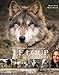 Le Loup : Sauvage et Fascinant by 