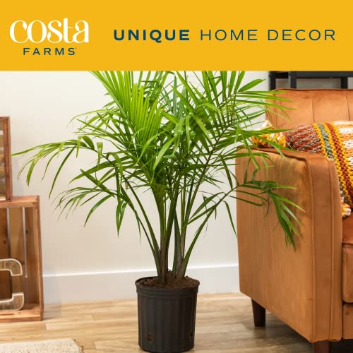 Costa Farms Majesty Palm Tree, Live Indoor Plant Potted in Grower Pot