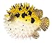 Safari Ltd  Incredible Creatures Pufferfish