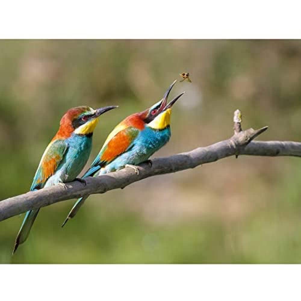Dalous Pair European Bee-eater Birds Nature Photo Art Print Canvas Premium Wall Decor Poster Mural