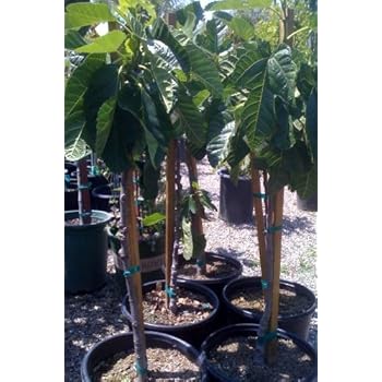 fig tree in white pot