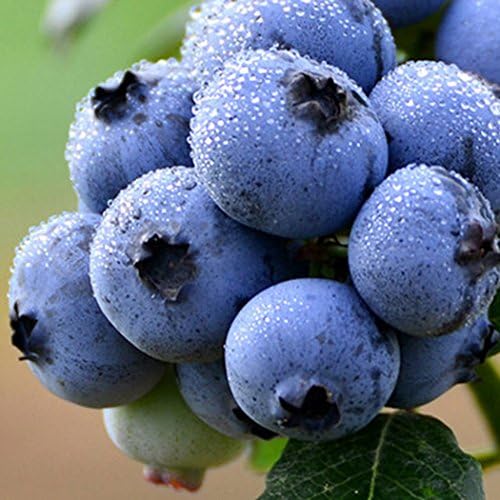 Cherry/Orange/Litchi/Plum/Mango Seeds Organic Mango Tree Seeds Home Garden Planting Fruit Seeds (30pcs_Blueberry)
