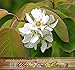 20 x SASKATOON SERVICEBERRY - Amelanchier alnifolia Seeds - Saskatoon Berry - fruit can be eaten raw or cooked. The fruit has a very nice sweet flavor with a hint of apple in the taste - HARDY To Zone 6 - By MySeeds.Co