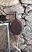 Minuteman International Shaker Bellow, Maple
